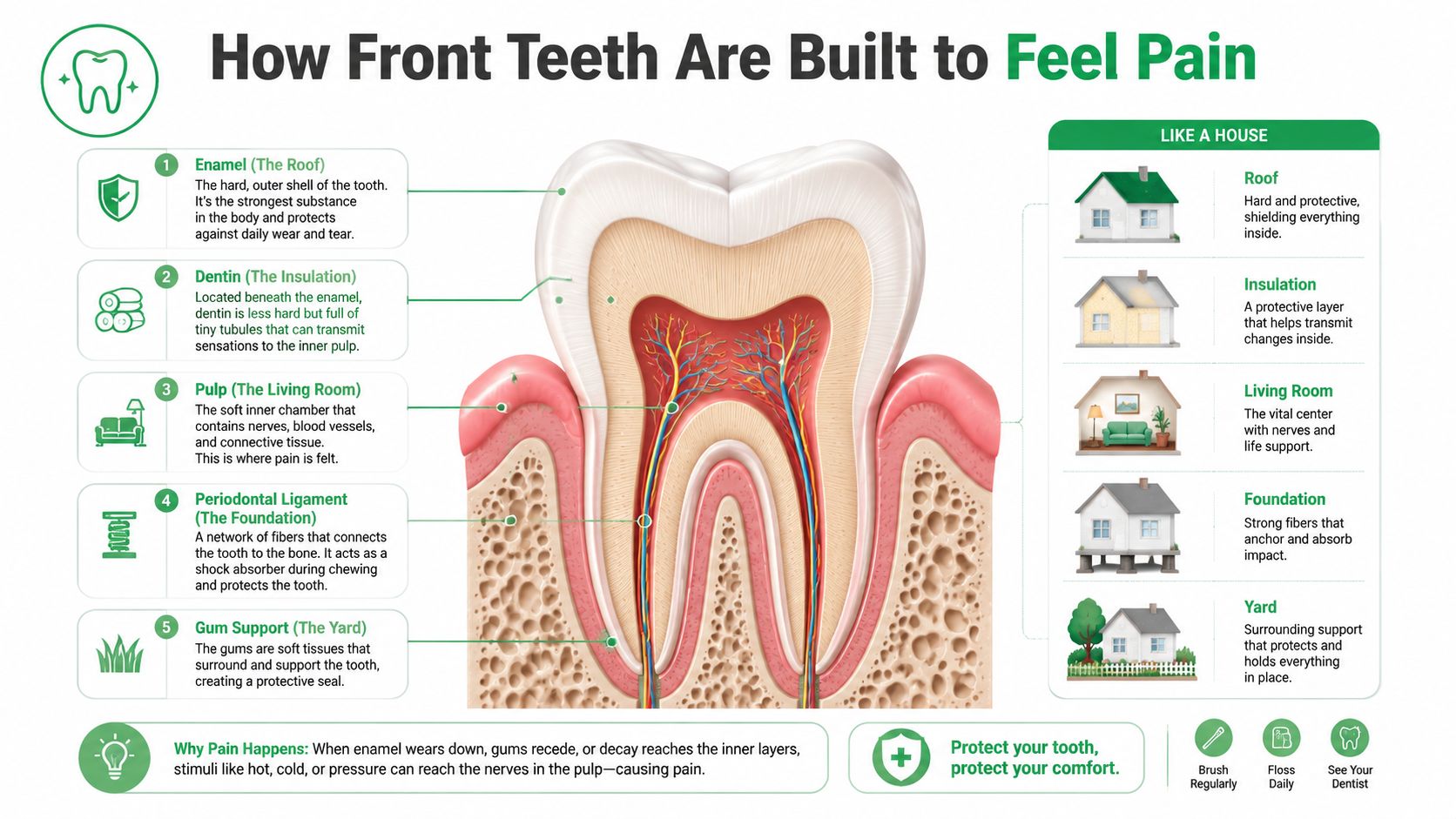 A diagram illustrating the anatomy of a human tooth and how different layers relate to feeling pain.